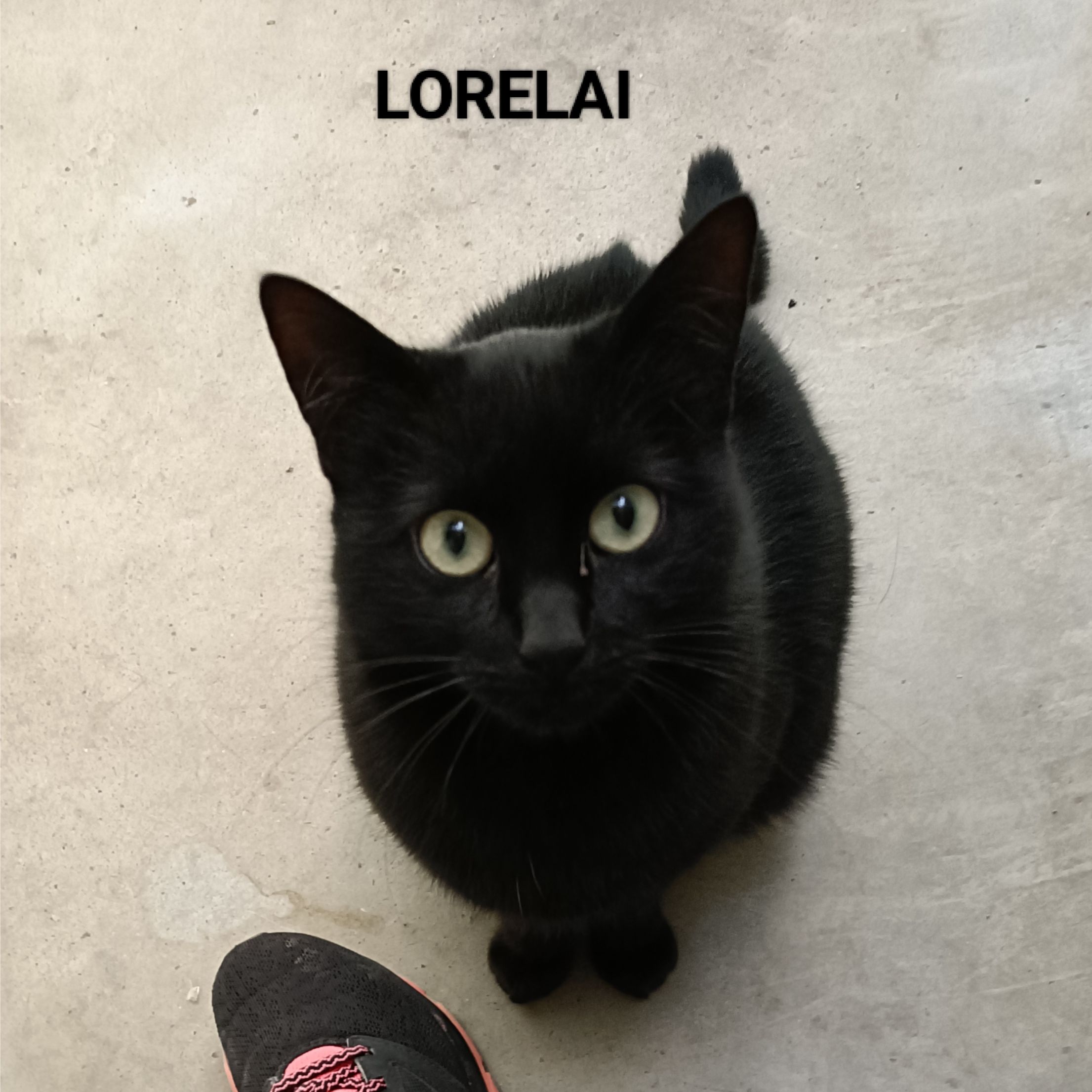 Lorelai