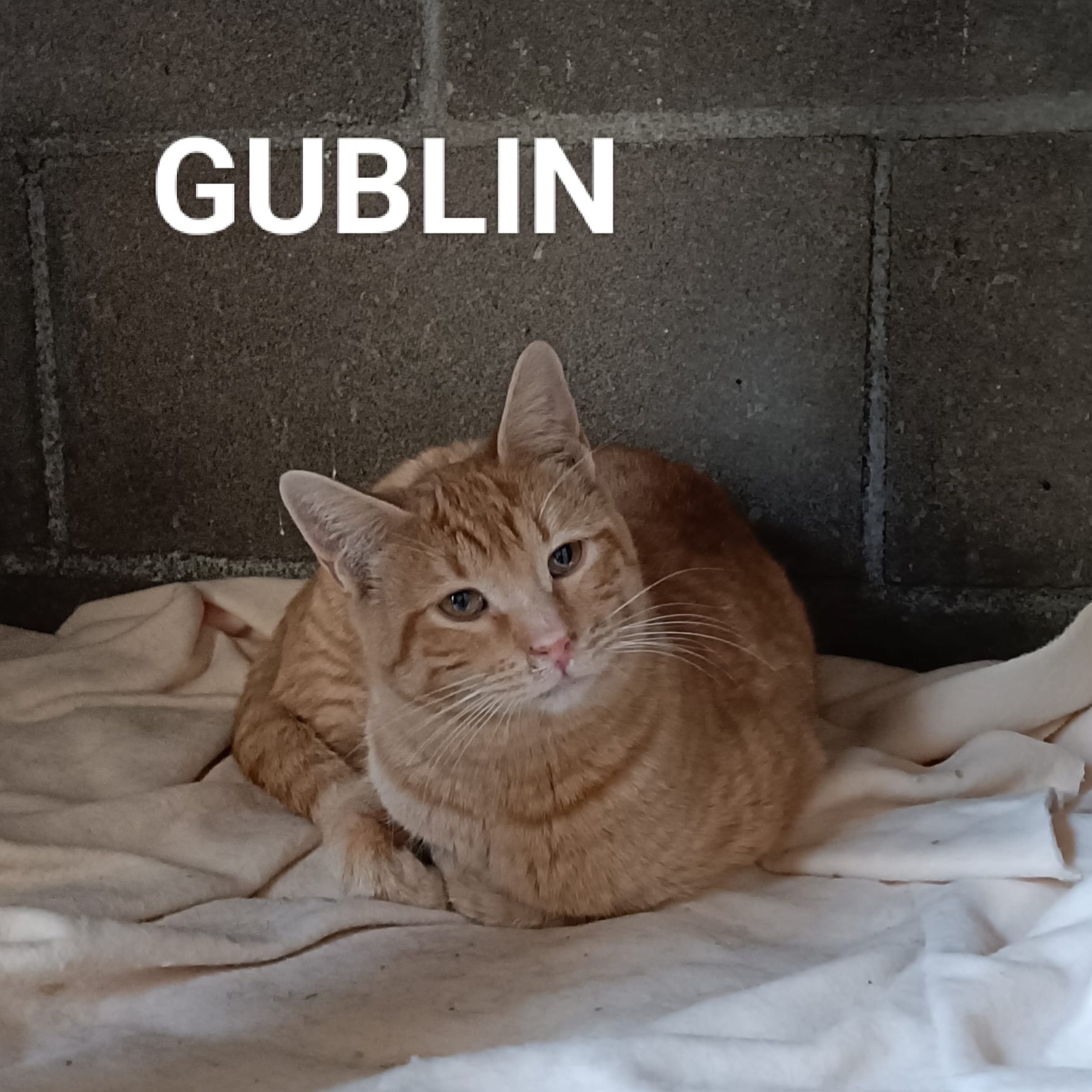 Gublin