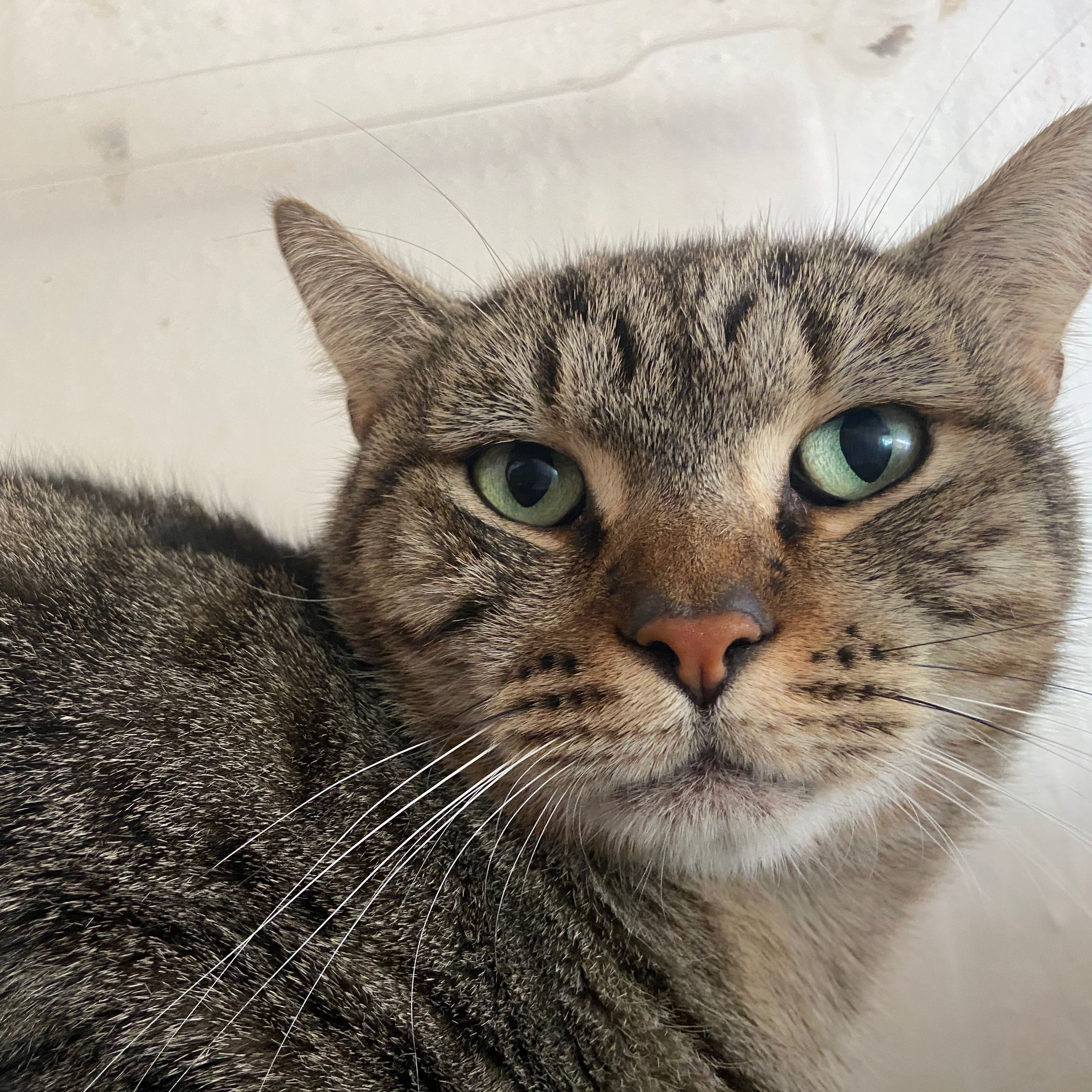 Caneló - AL MOMOTARO CAT CAFE