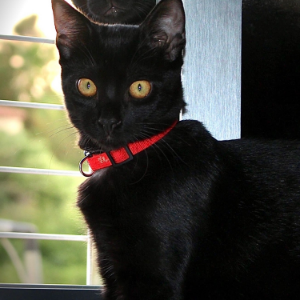 Tosca  - Cat - 11pets: Adopt