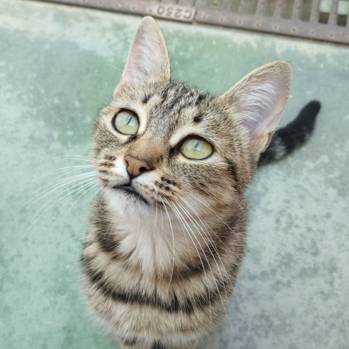 LALA