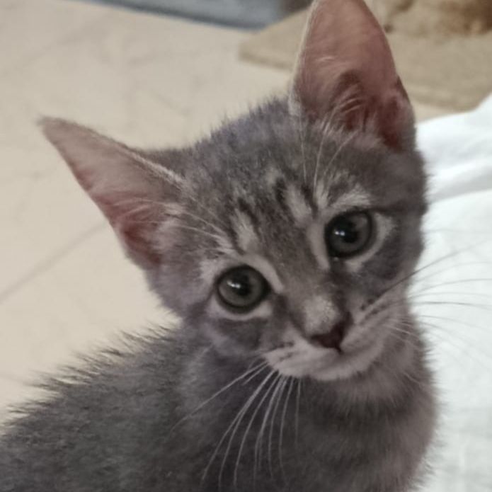 Tambor