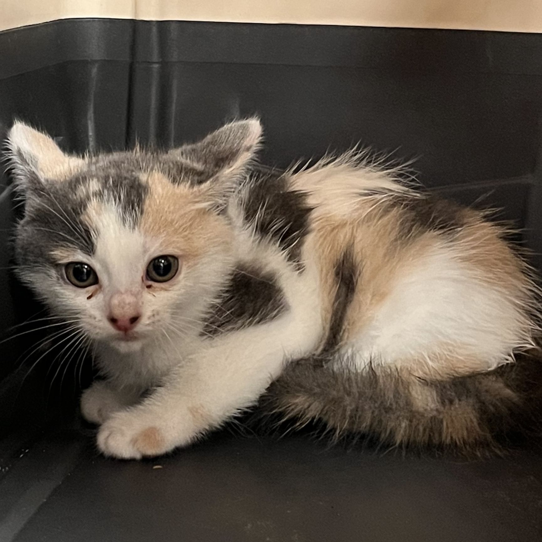 Mandragora ( ADOPCIÓ CONJUNTA AMB MIRTILO)