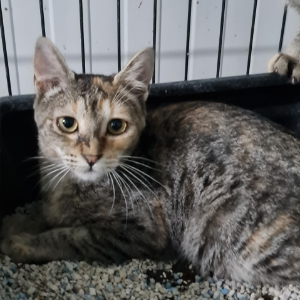 Kitty - Cat - 11pets: Adopt