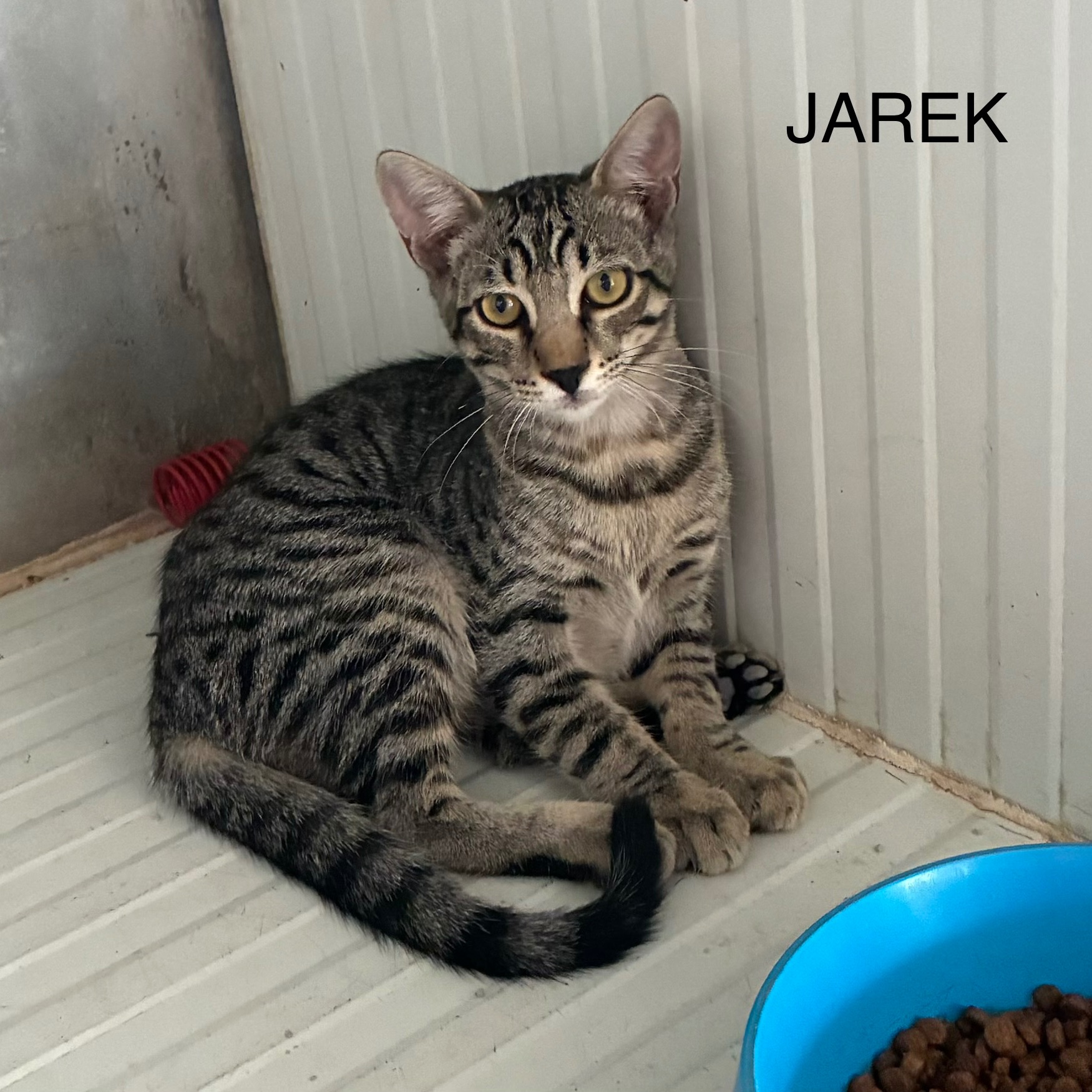 Jarek