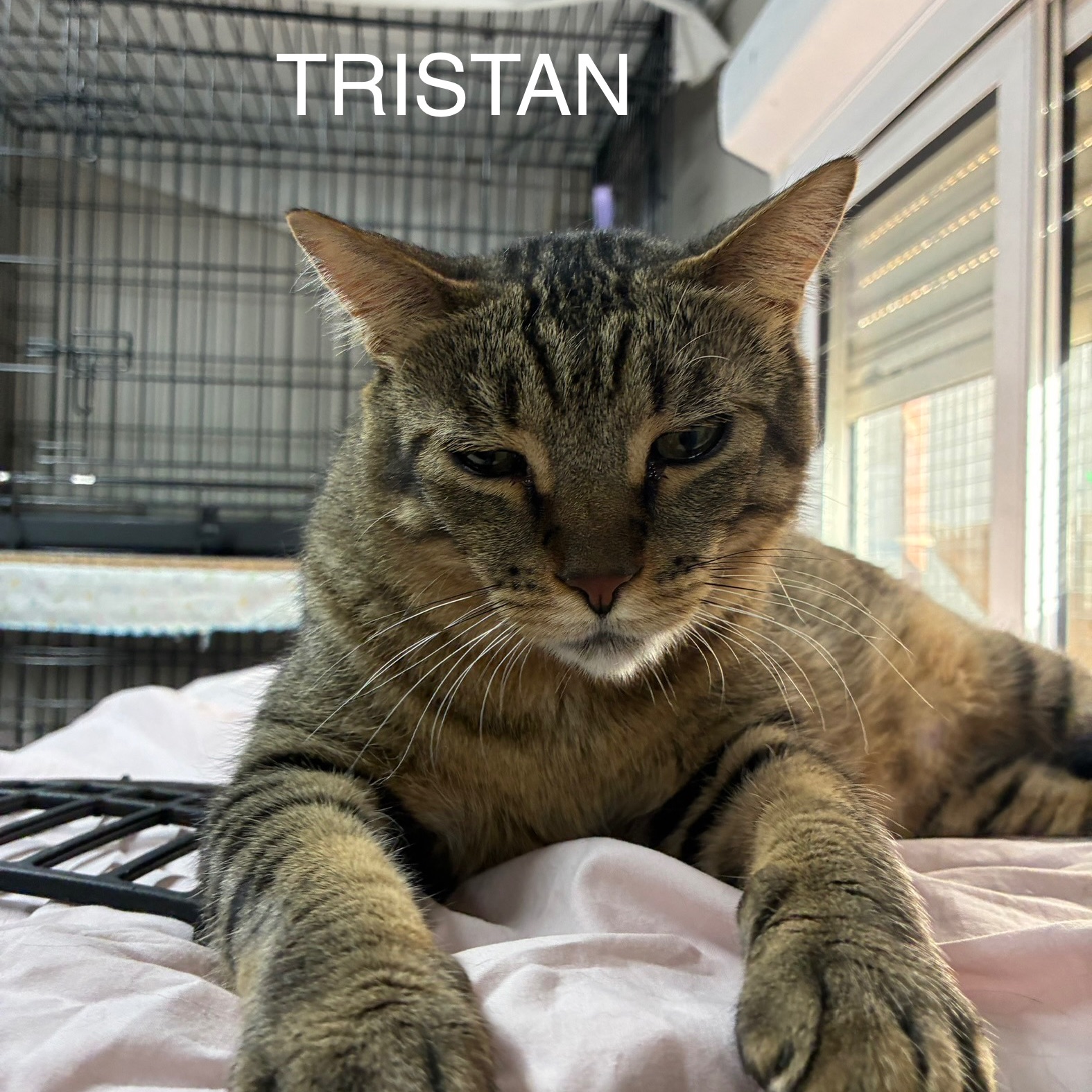 Tristan