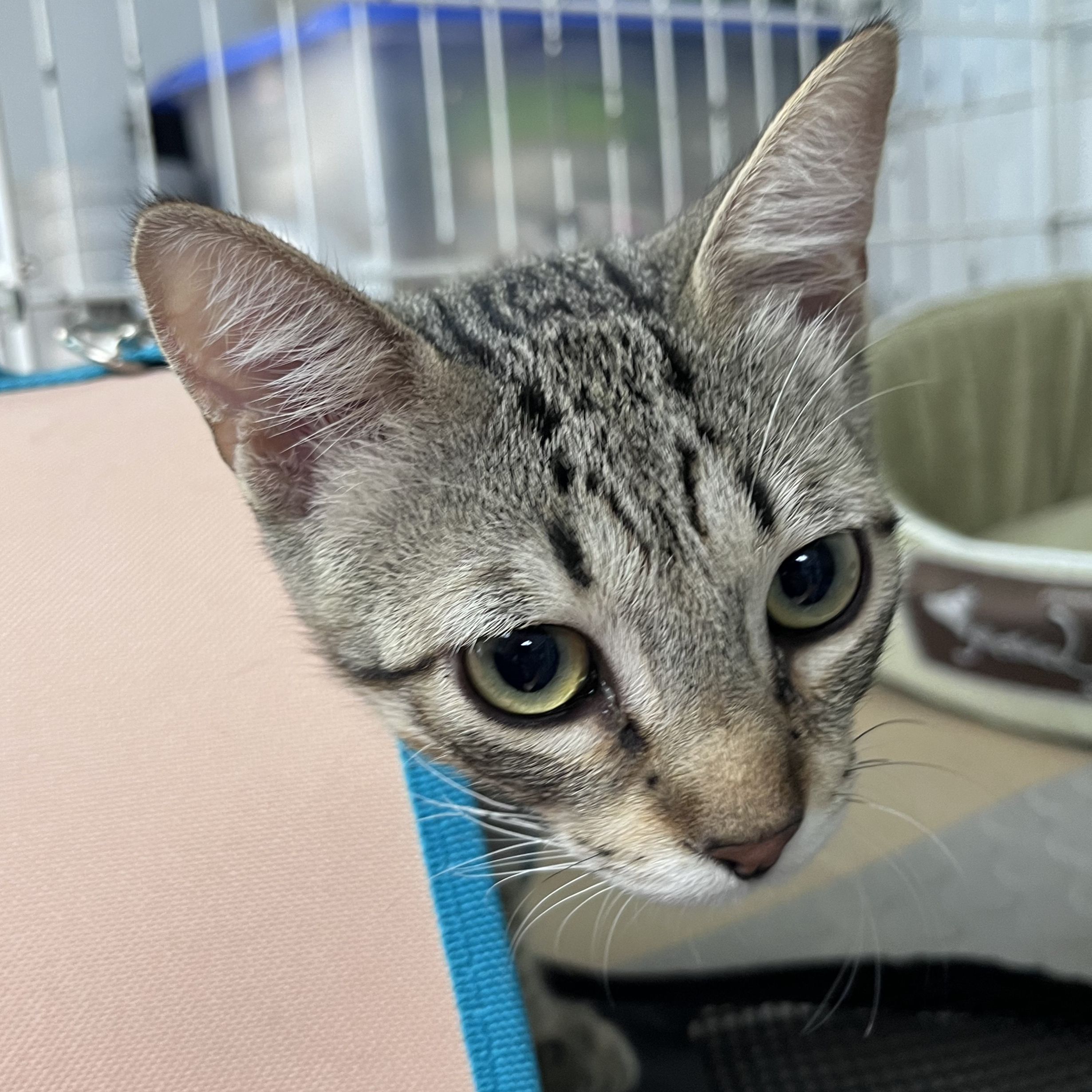 Pepino