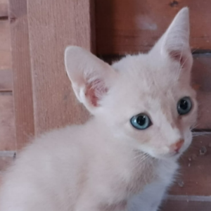 LILO - Cat - 11pets: Adopt