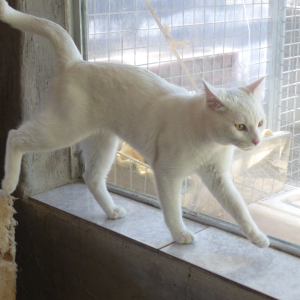 Broche - Cat - 11pets: Adopt