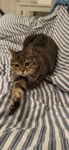 ILSA