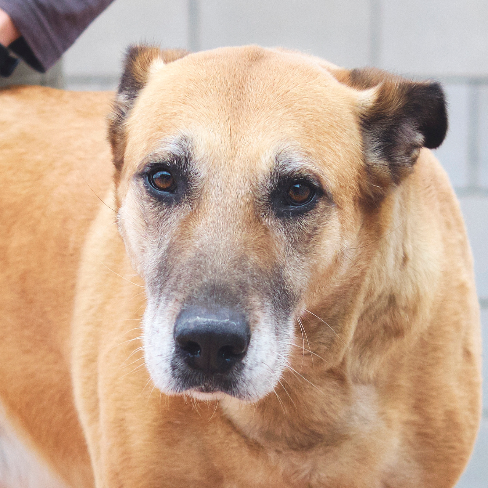 CENICIENTA ARA VALIRA