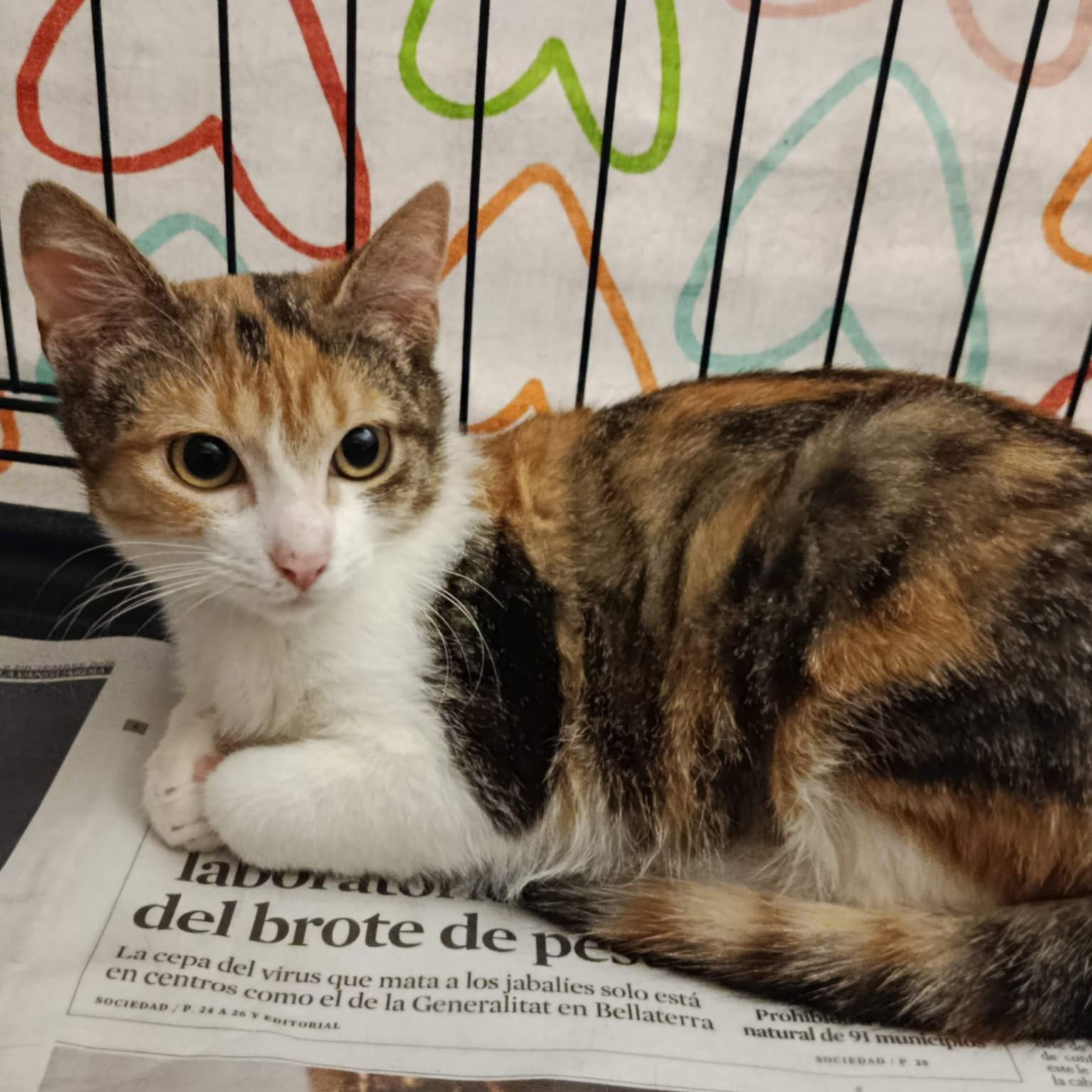 Margarita - AL MOMOTARO CAT CAFE