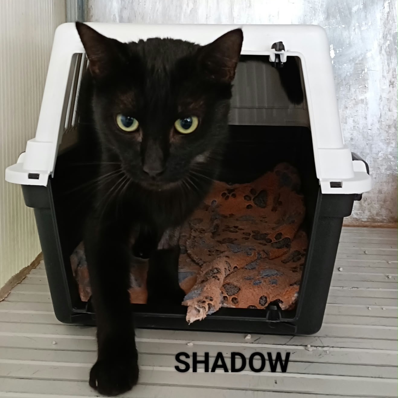 Shadow