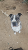 Barret (Moro)