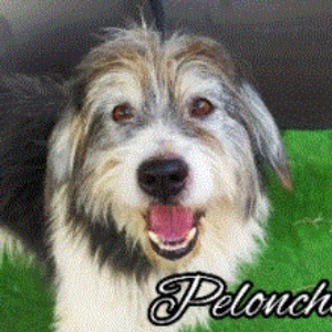 Peloncho - Dog - 11pets: Adopt