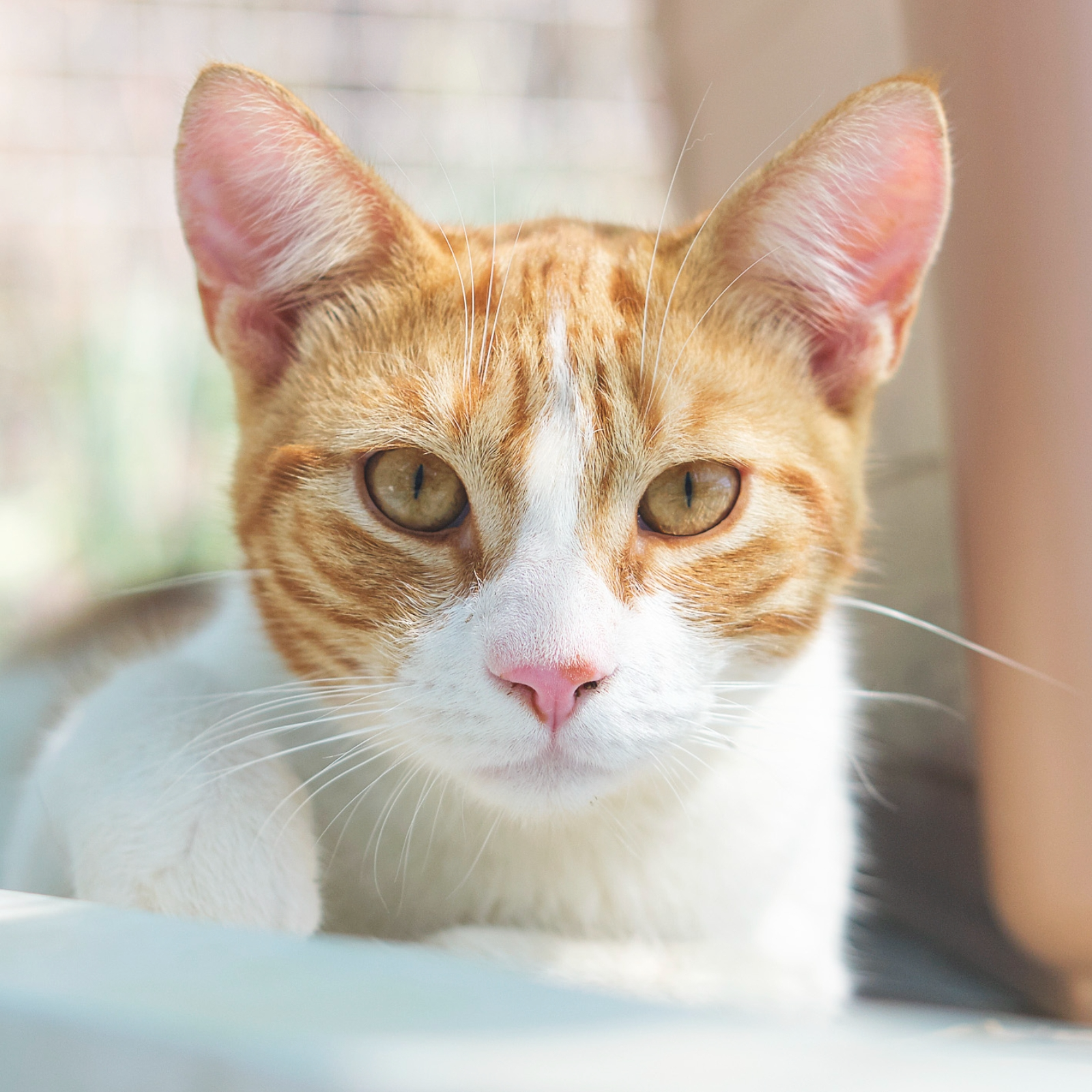 LELIS ara BRESQUILLA