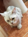 Boris