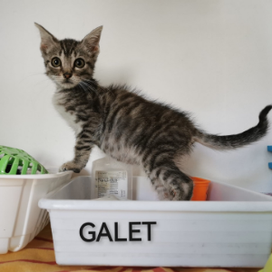 Galet - Cat - 11pets: Adopt