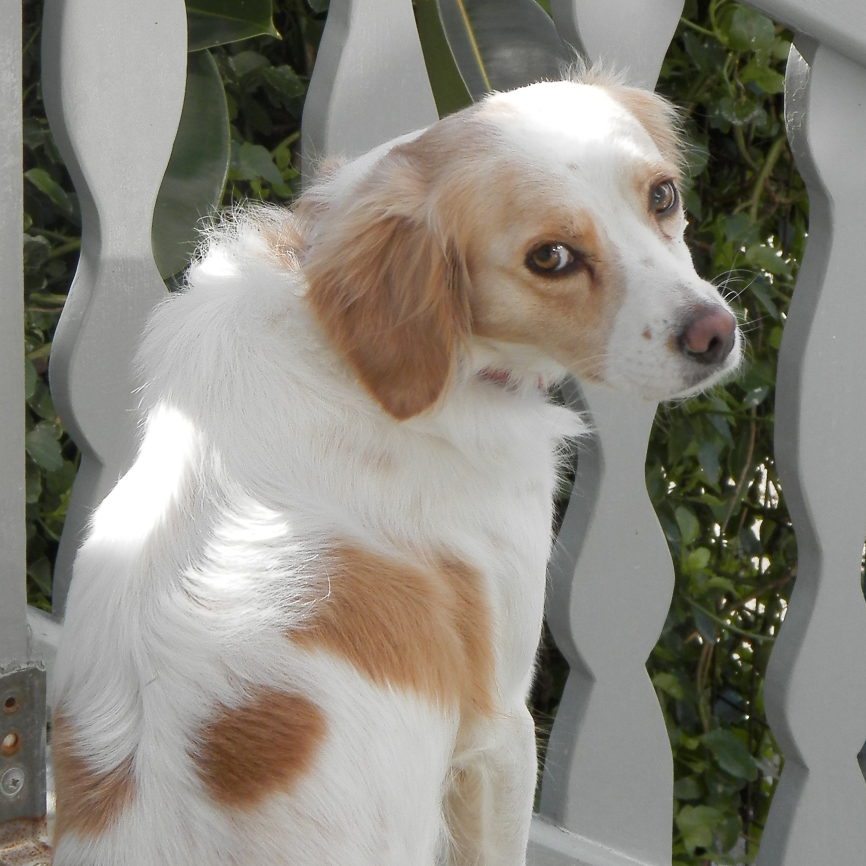 Φιλοζωική Μέριμνα Αμοργού - Amorgos Animal Welfare