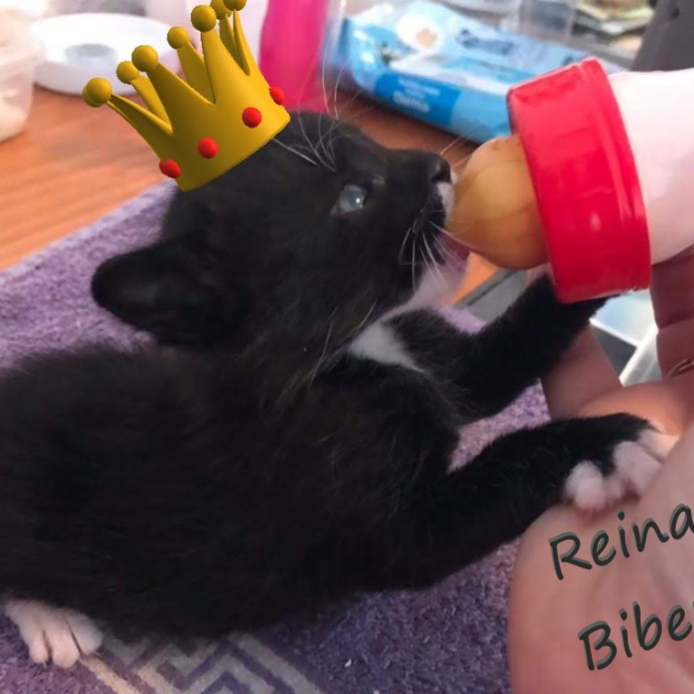 Las Reinas del Biberón